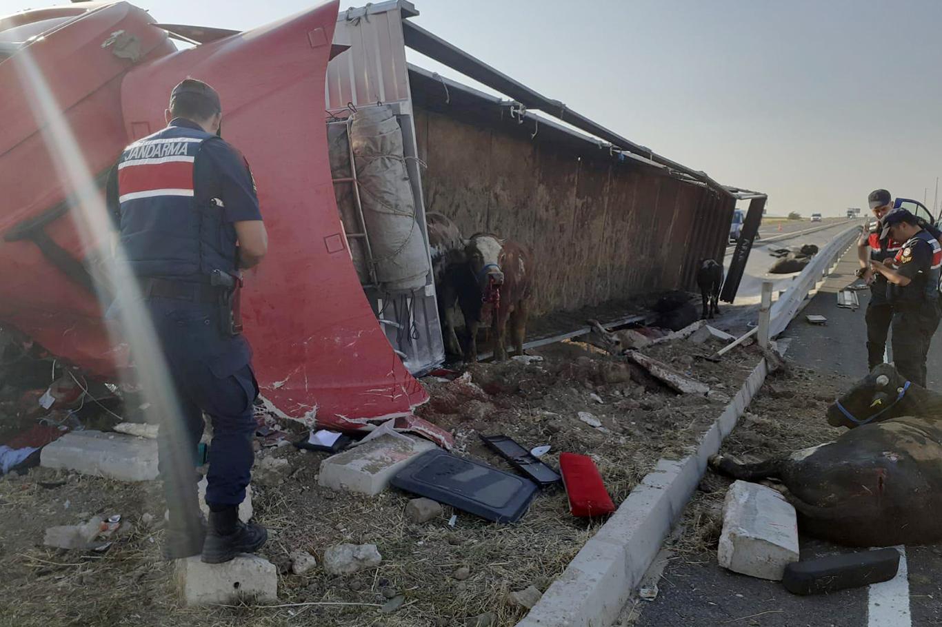 Kurbanlık yüklü TIR devrildi: 2 yaralı Kurbanlık yüklü TIR devrildi: 2 yaralı
